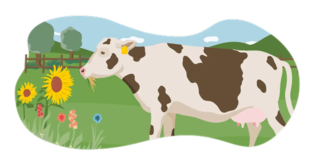 Die Illustration zeigt ein Rind, das nach den Vorgaben der Haltungsstufe 4 gehalten wird. Diese entspricht der Bio-Haltung. Das Rind steht auf der Weide. Im Hintergrund ist der Stall zu sehen.