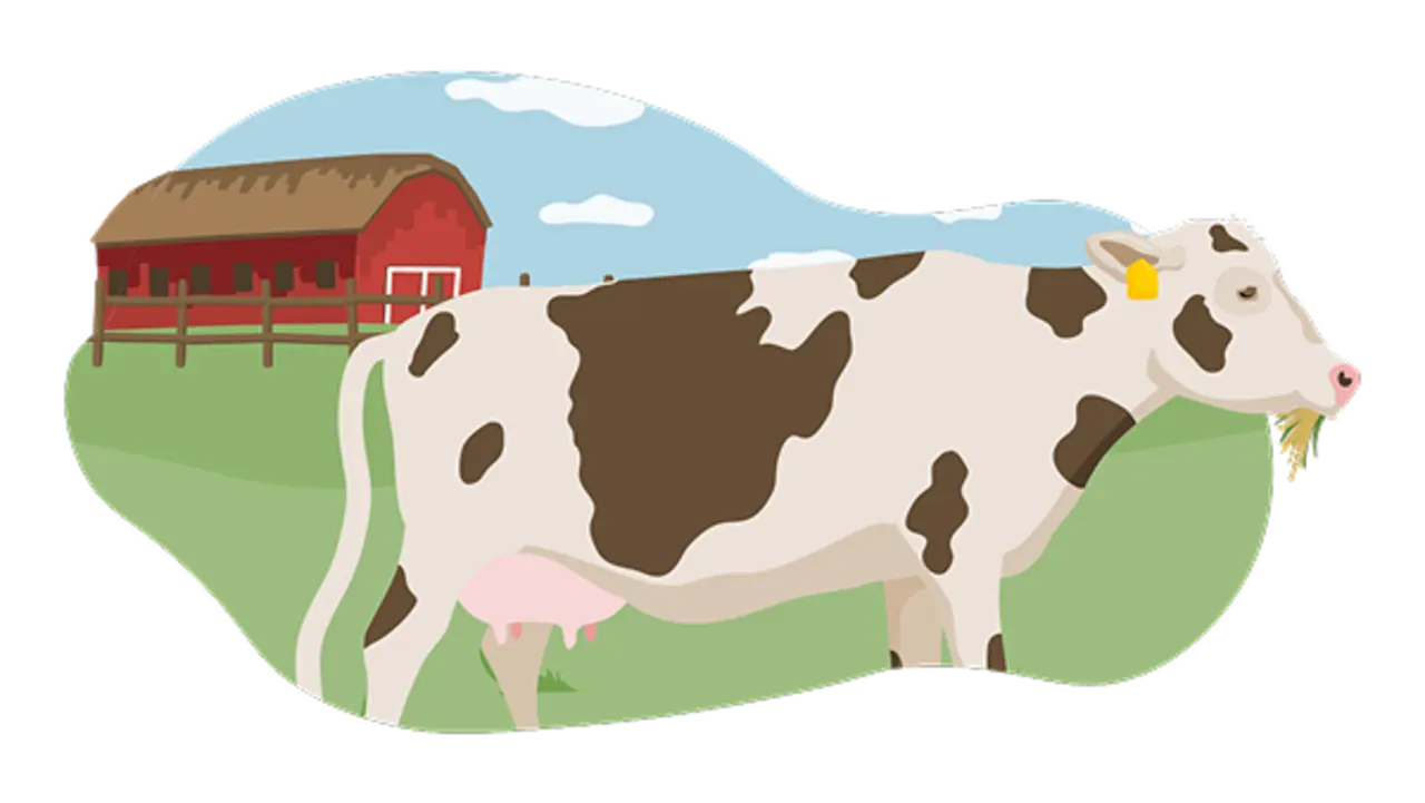 Die Illustration zeigt ein Rind, das nach den Vorgaben der Haltungsstufe 5 gehalten wird. Diese entspricht ausschließlich Bio-Haltung. Das Rind steht auf der Weide. Im Hintergrund ist der Stall zu sehen.