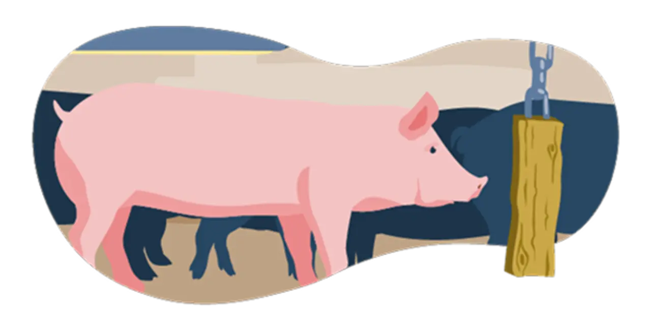 Ein illustriertes Schwein im Stall. Die Bedingungen entsprechen Haltungsstufe 1. Das Tier hat ein Stück Holz an einer Kette als Beschäftigungsmaterial.