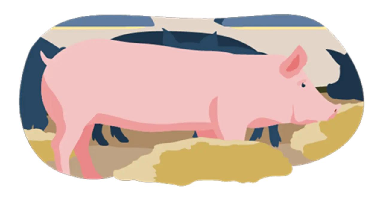 Ein illustriertes Schwein im Stall. Die Bedingungen erfüllen Haltungsstufe 2. Das Tier hat etwas mehr Platz als gesetzlich vorgeschrieben. Auf dem Boden liegt organisches Beschäftigungsmaterial.