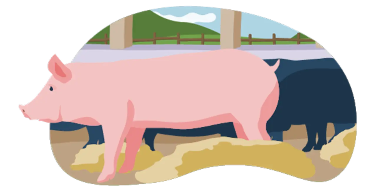 Ein illustriertes Schwein im Offenfrontstall. Das Tier kann nach draußen schauen und bekommt frische Luft. Auf dem Boden liegt Stroh. Die Bedingungen entsprechen Haltungsstufe 3.