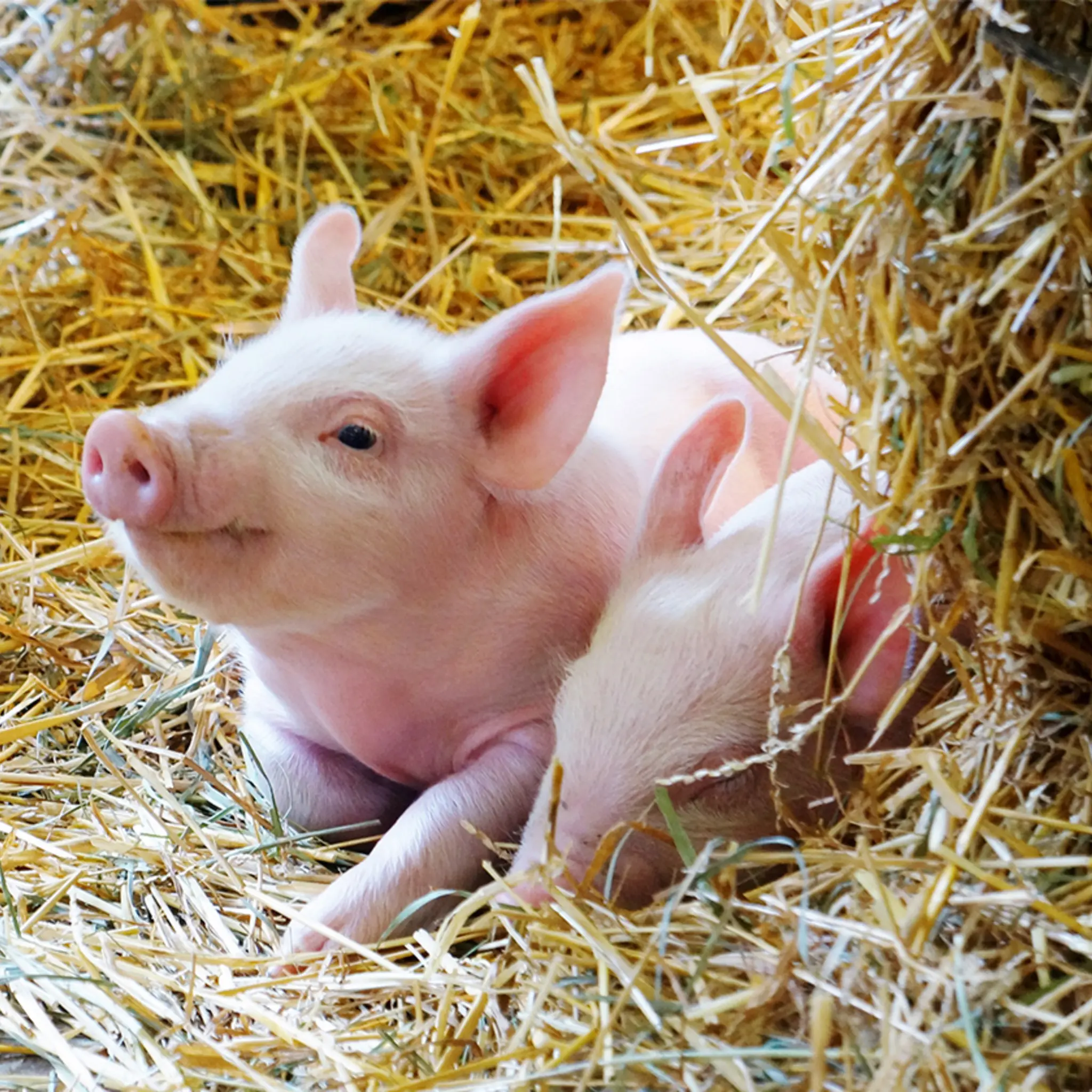Zwei junge Schweine liegen im Stroh. 