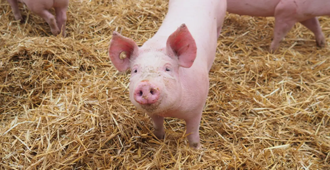 Ein Schwein auf frischem Stroh. Es wird mindestens nach Haltungsstufe 3 gehalten.