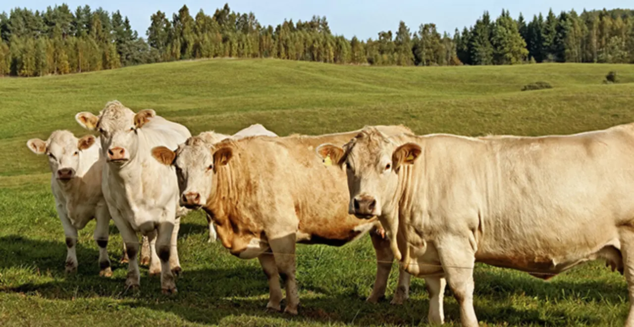Vier Rinder stehen am Zaun einer hügeligen Weide. Dahinter beginnt ein Waldstück.