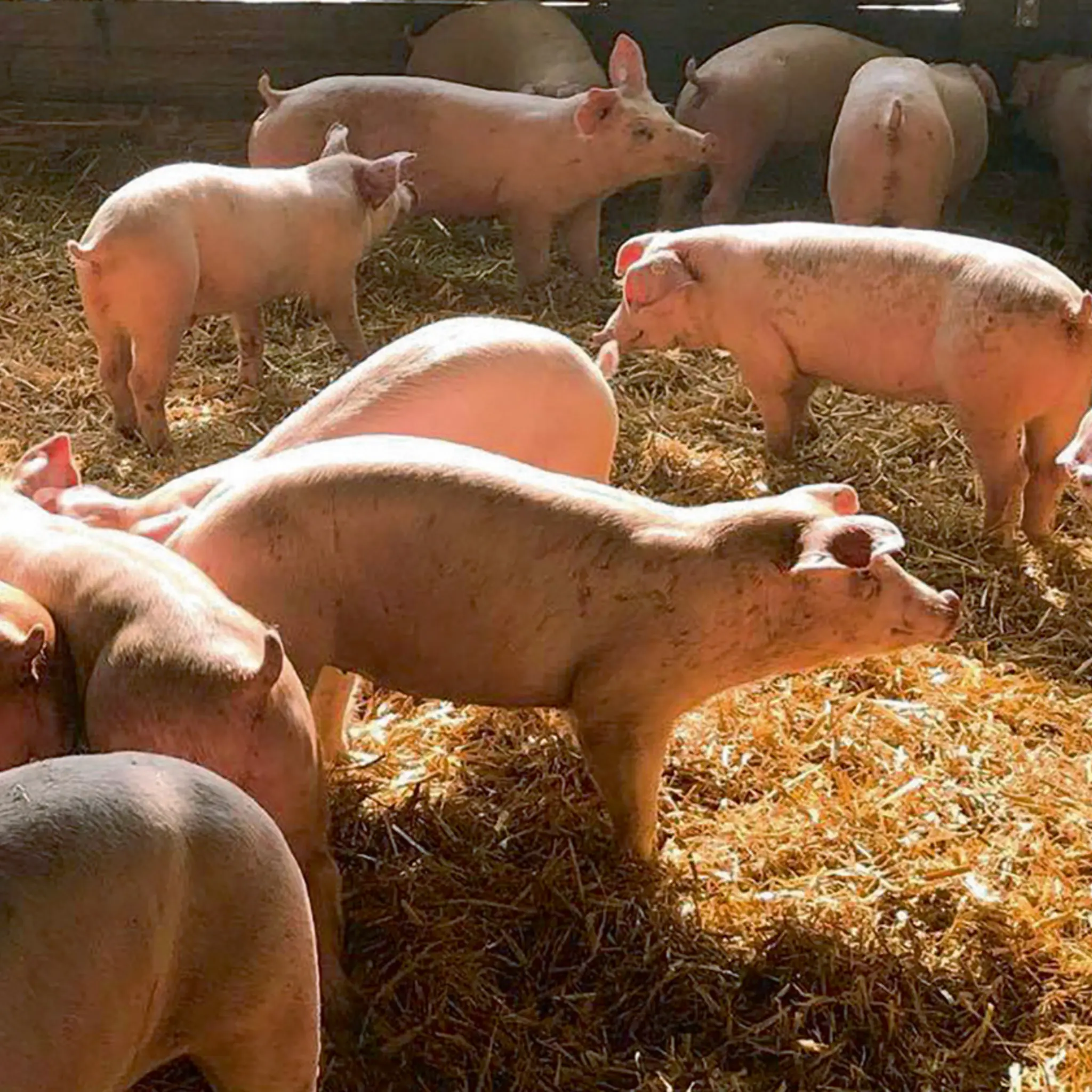 Mehrere Schweine stehen auf Heu