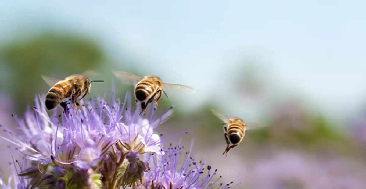 Mehrere Wildbienen landen auf einer Blüte. 