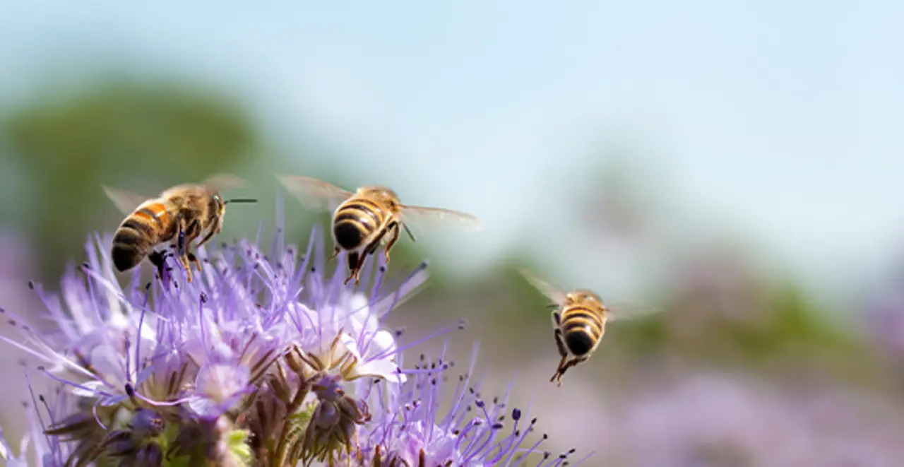 Mehrere Wildbienen landen auf einer Blüte.