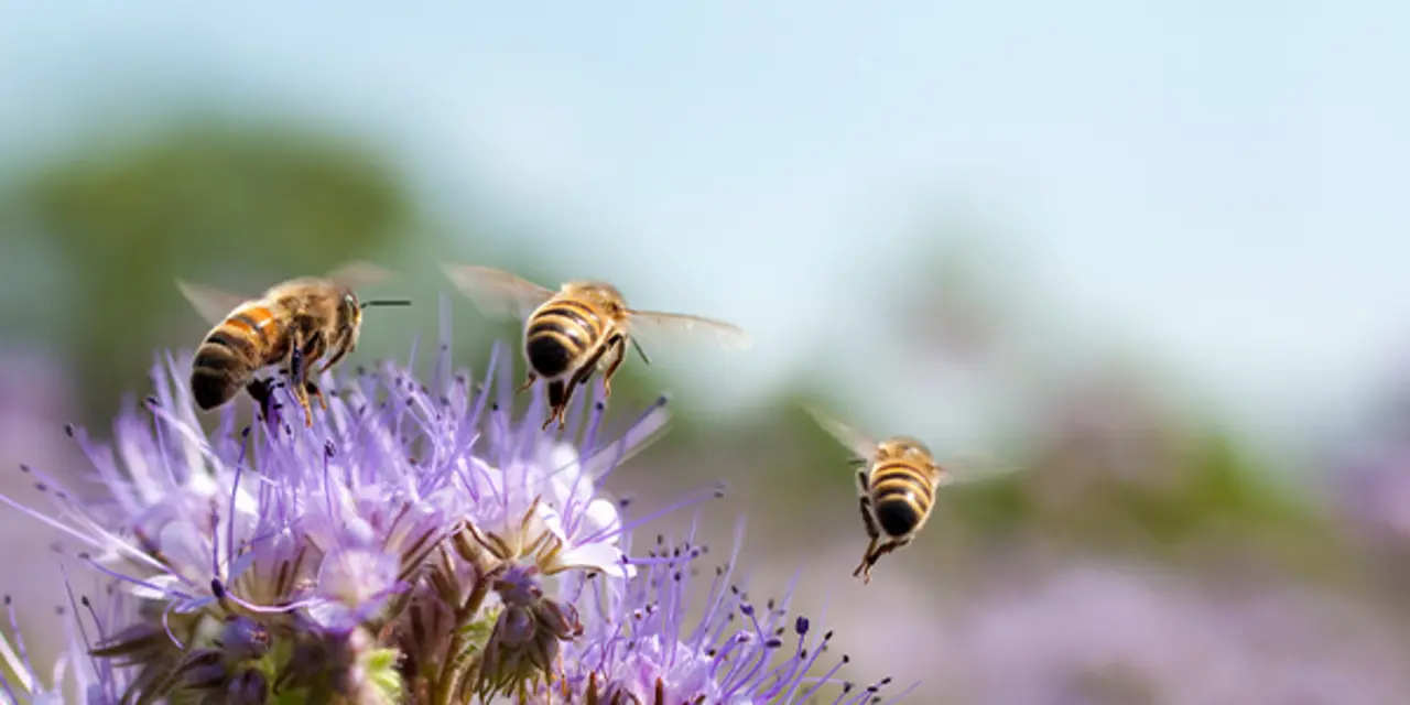 Mehrere Wildbienen landen auf einer Blüte. 