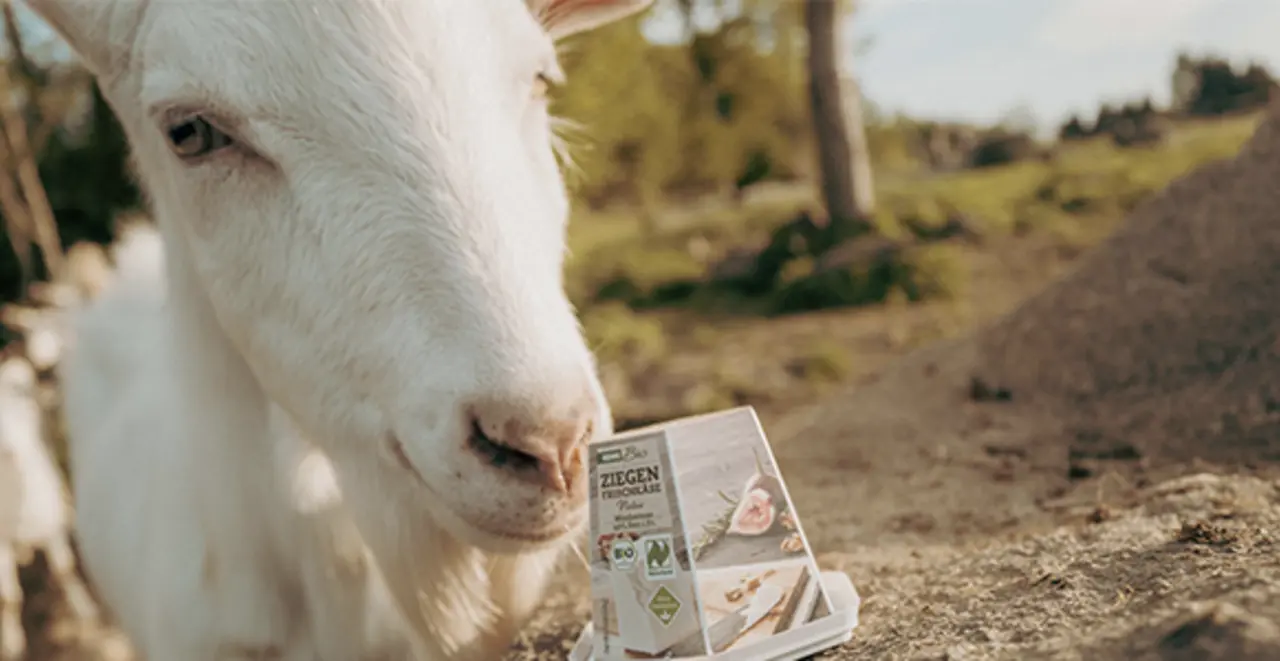 Eine von Franz Haslehners Ziegen stupst eine Packung REWE Bio Ziegenfrischkäse mit der Nase an.