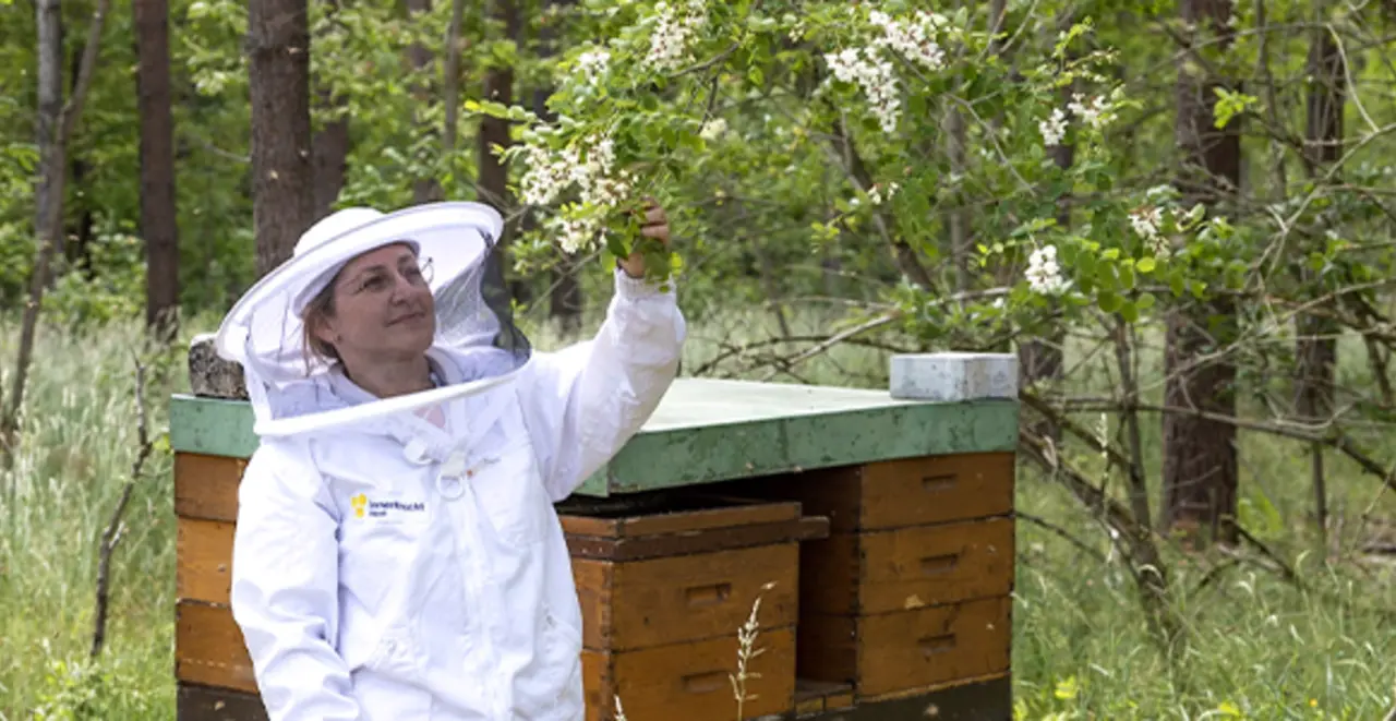 Karin Lang steht an einem Bienenstock und betrachtet die Akazienblüten.  