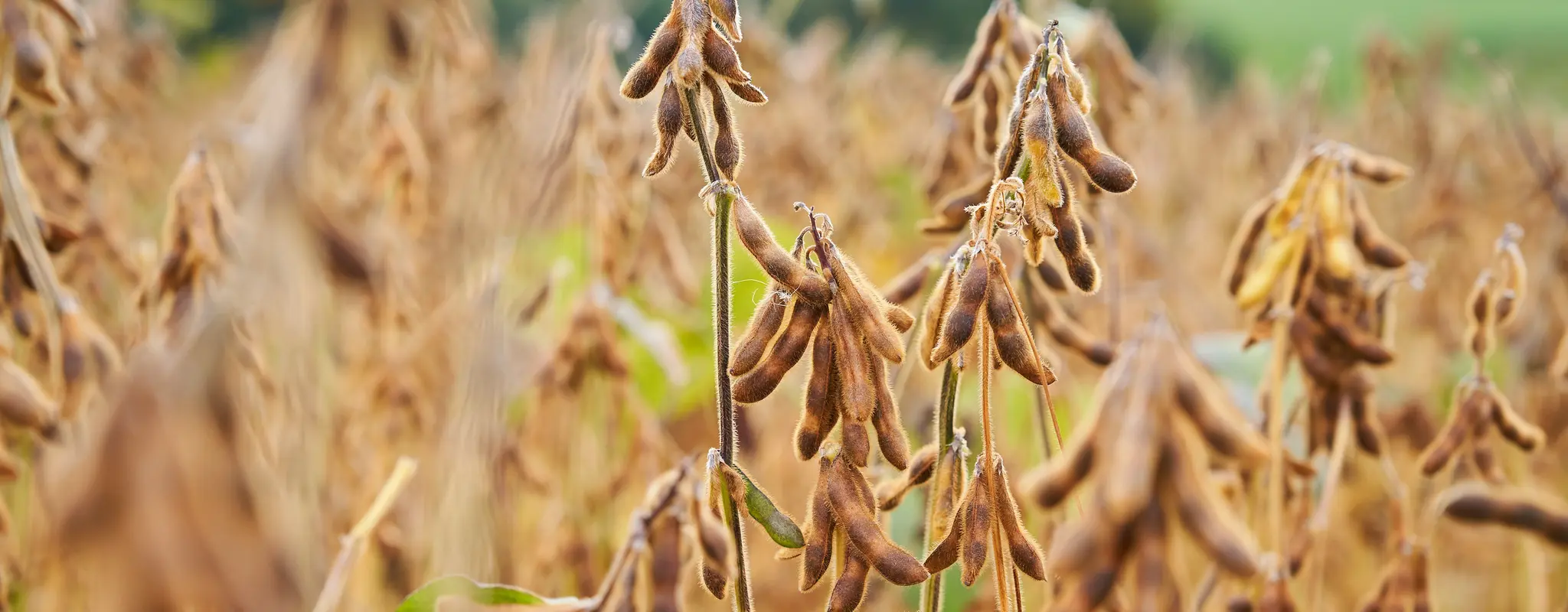 Eines von Anna Hefeles Bio-Soja-Feldern in Nahaufnahme.