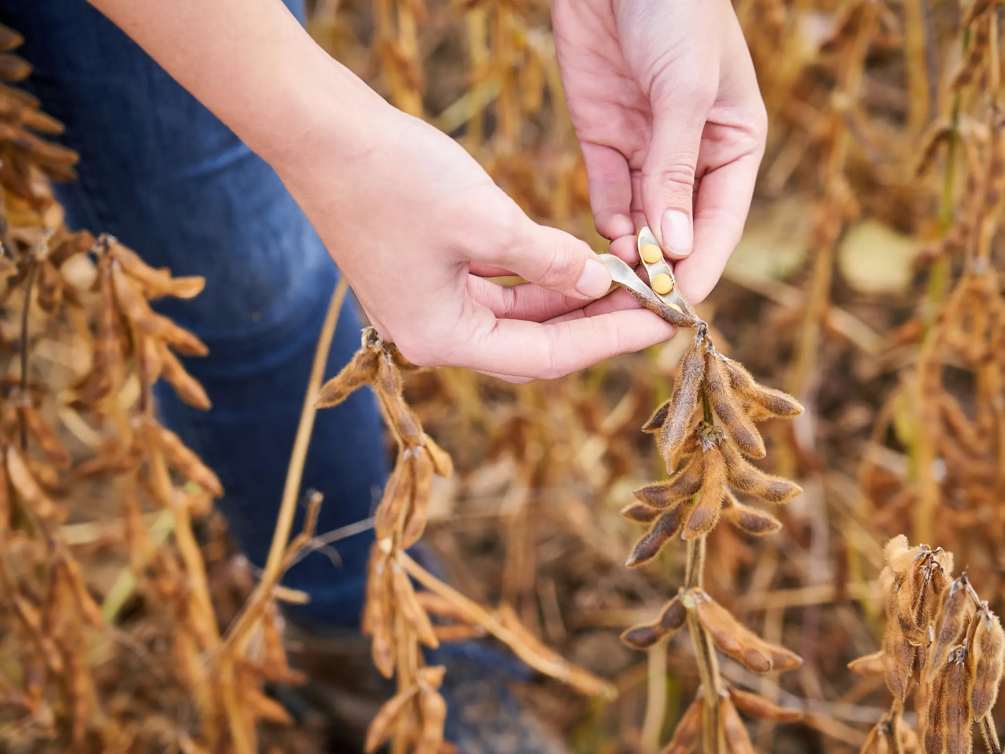 Anna Hefele öffnet eine Soja-Schote. Man sieht die frischen Soja-Bohnen darin.