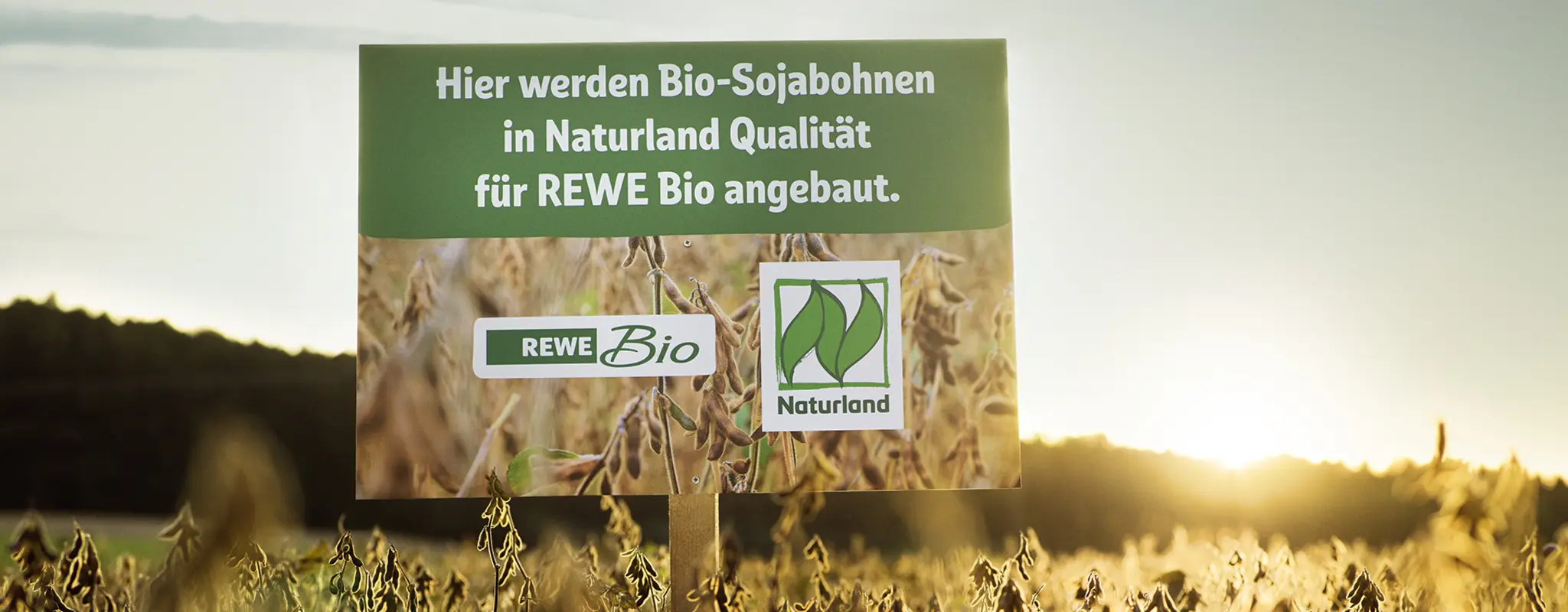 Auf einem Soja-Feld steht ein Schild mit der Aufschrift „Hier werden Bio-Sojabohnen in Naturland Qualität für REWE Bio angebaut.“ Es zeigt das REWE Bio Logo und das Naturland Zeichen.