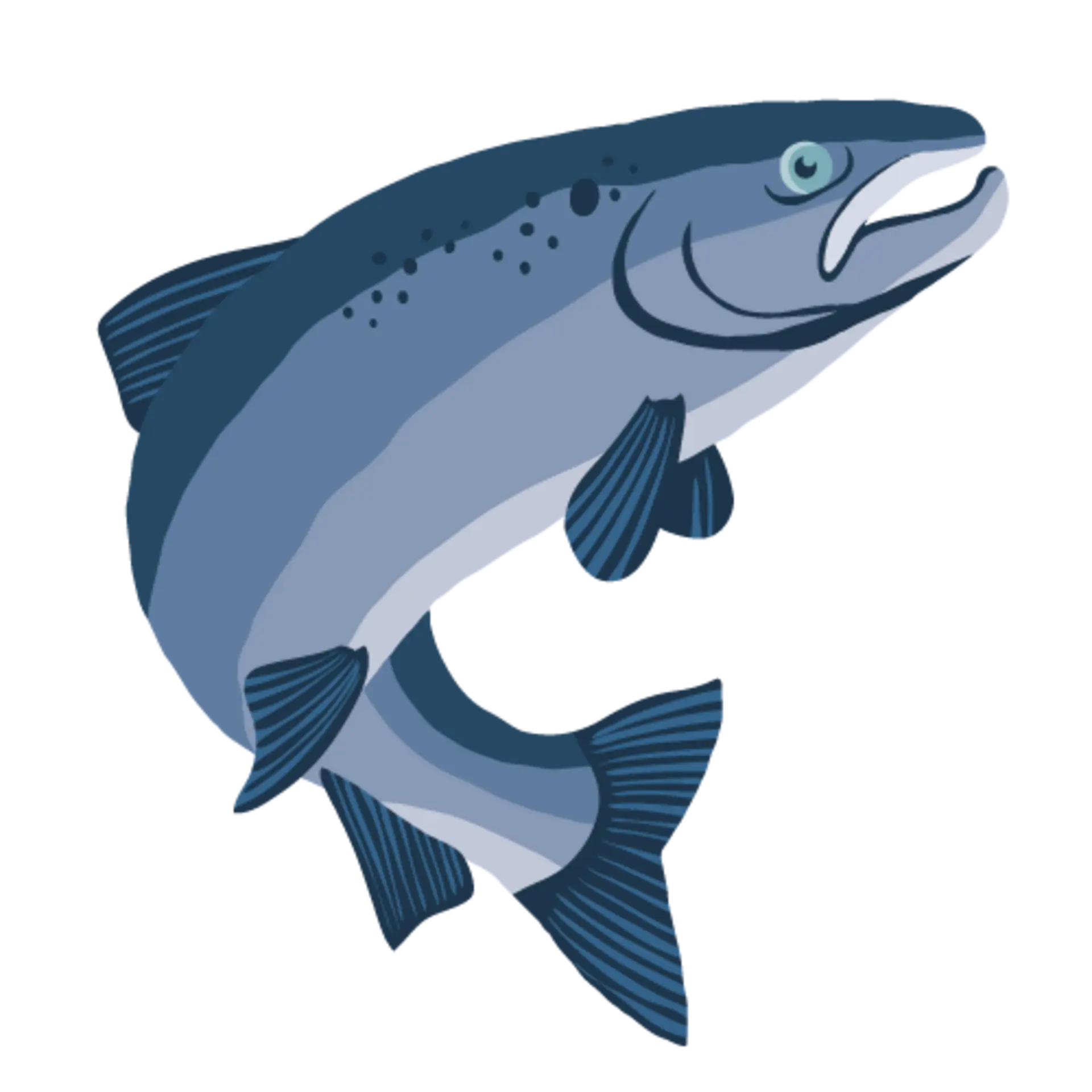 Lachs Illustration