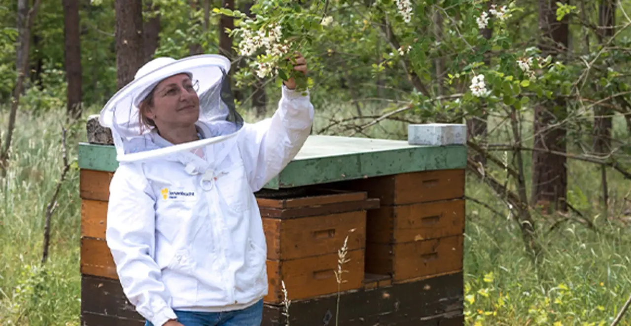 Karin Lang steht an einem Bienenstock und betrachtet die Akazienblüten.  
