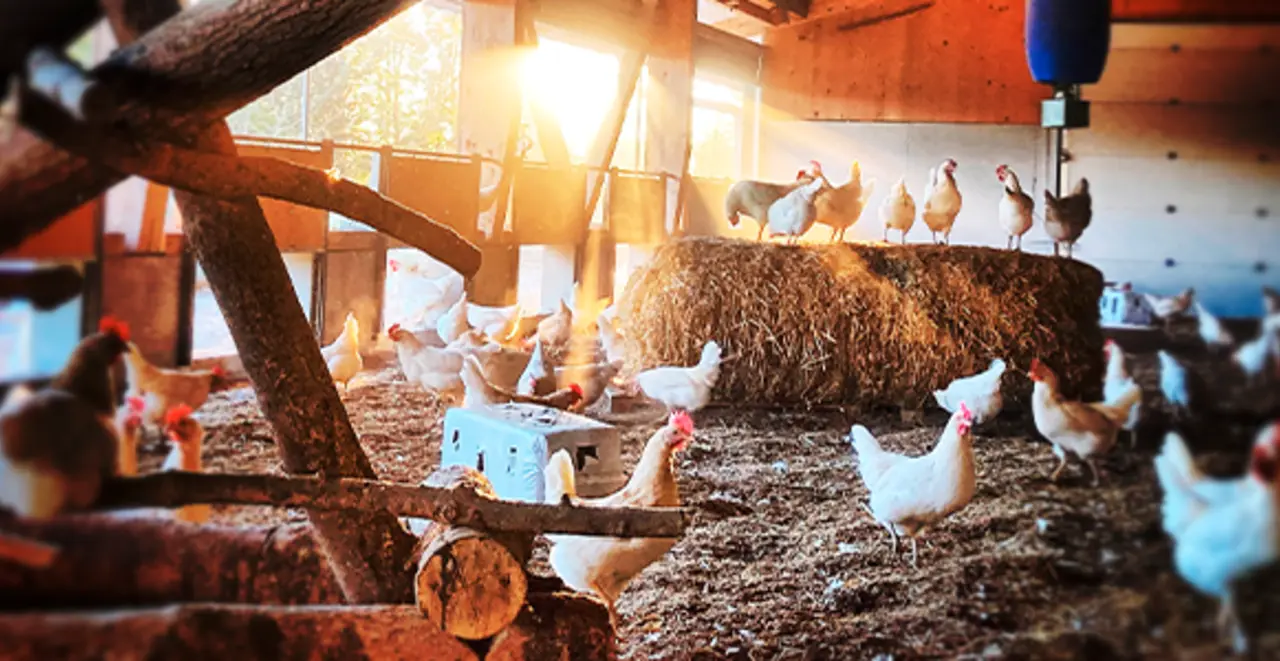 Die Legehennen vom Jegglhof im großzügigen Stall.