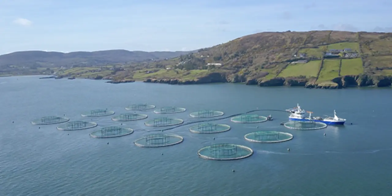 Eine Bio-Lachsfarm in Irland.