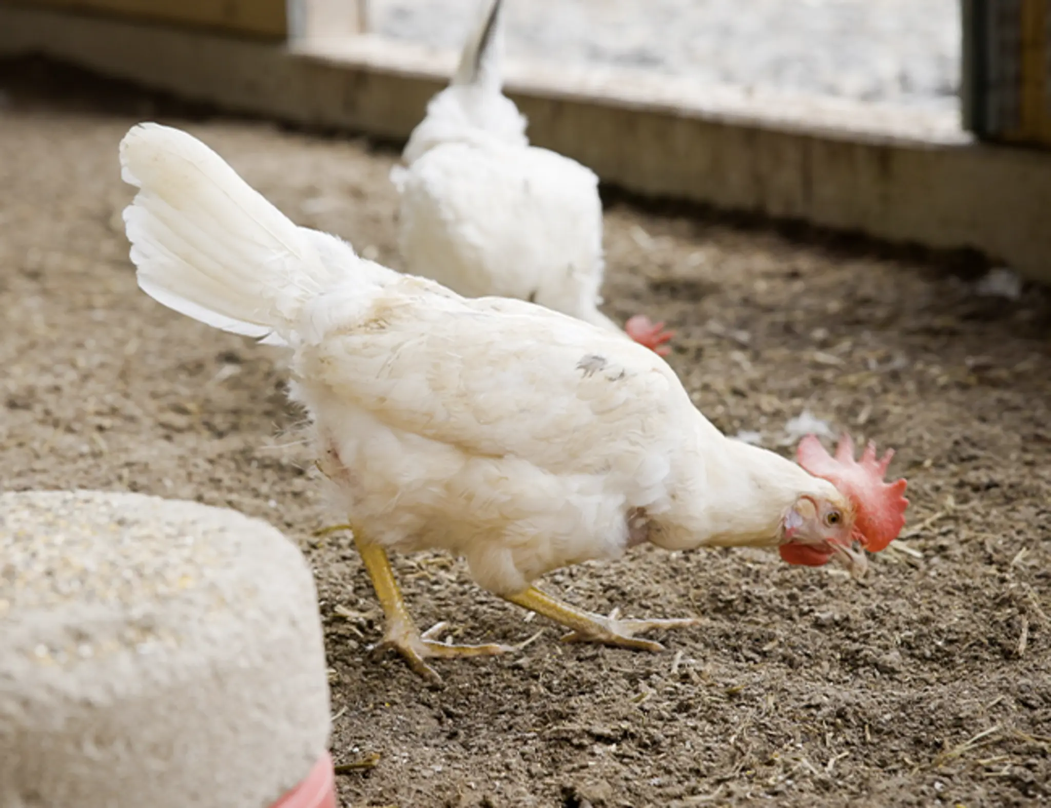 Zwei Legehennen der Familie Möller picken im hellen Wintergarten nach Futter.