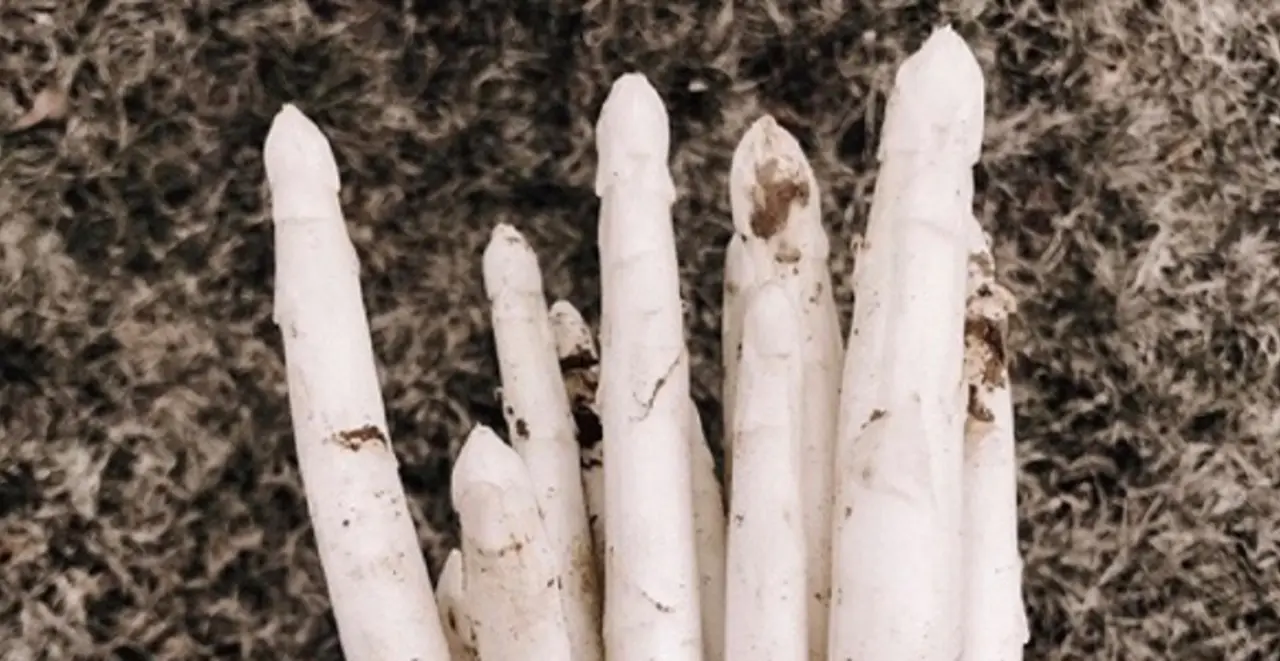 Zwei Hände halten mehrere Stangen feldfrischen Spargel. 