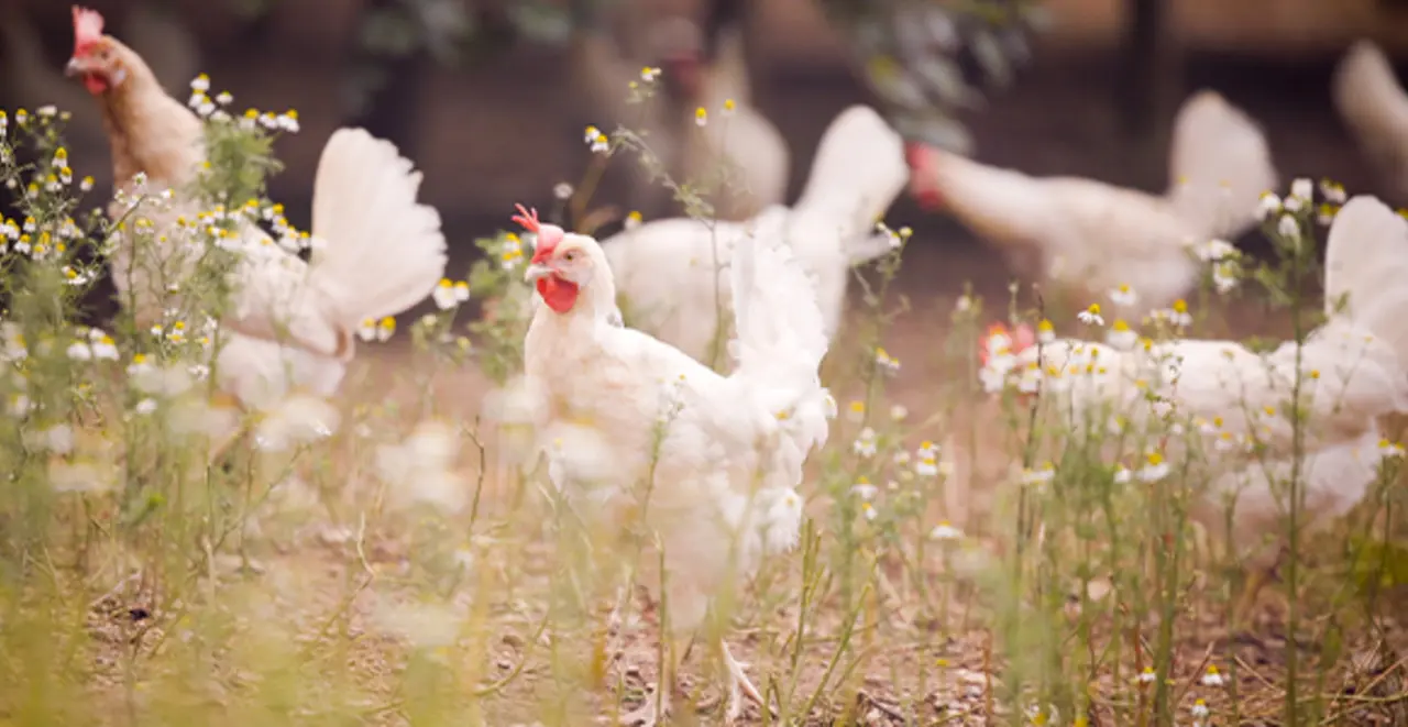 Weiße Legehennen der Familie Möller im großzügigen Außengehege. 