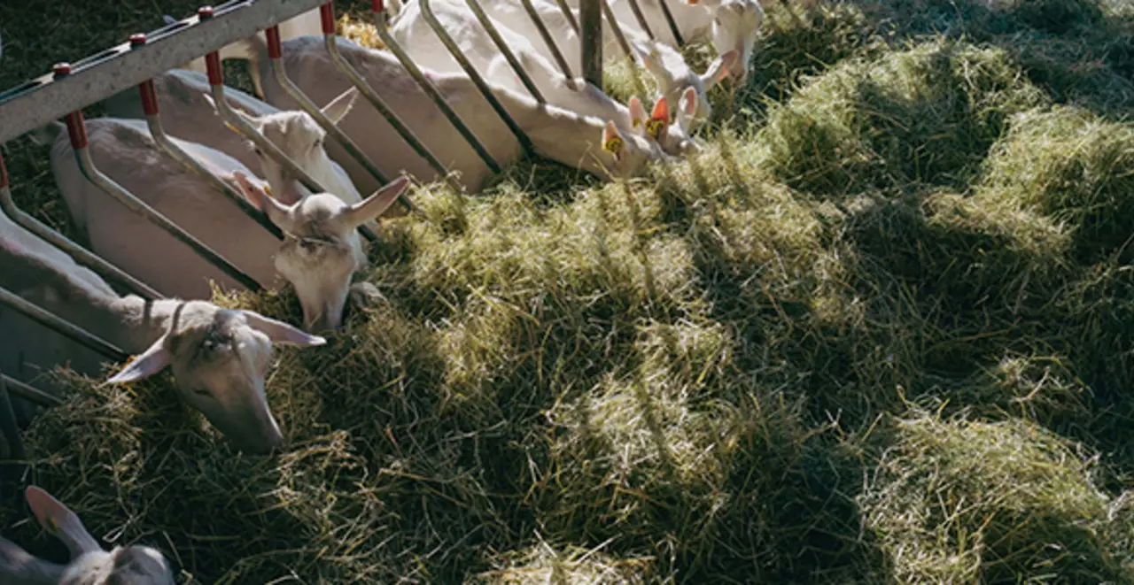 Franz Haslehners Ziegen fressen im Stall frisches, grünes Heu. 