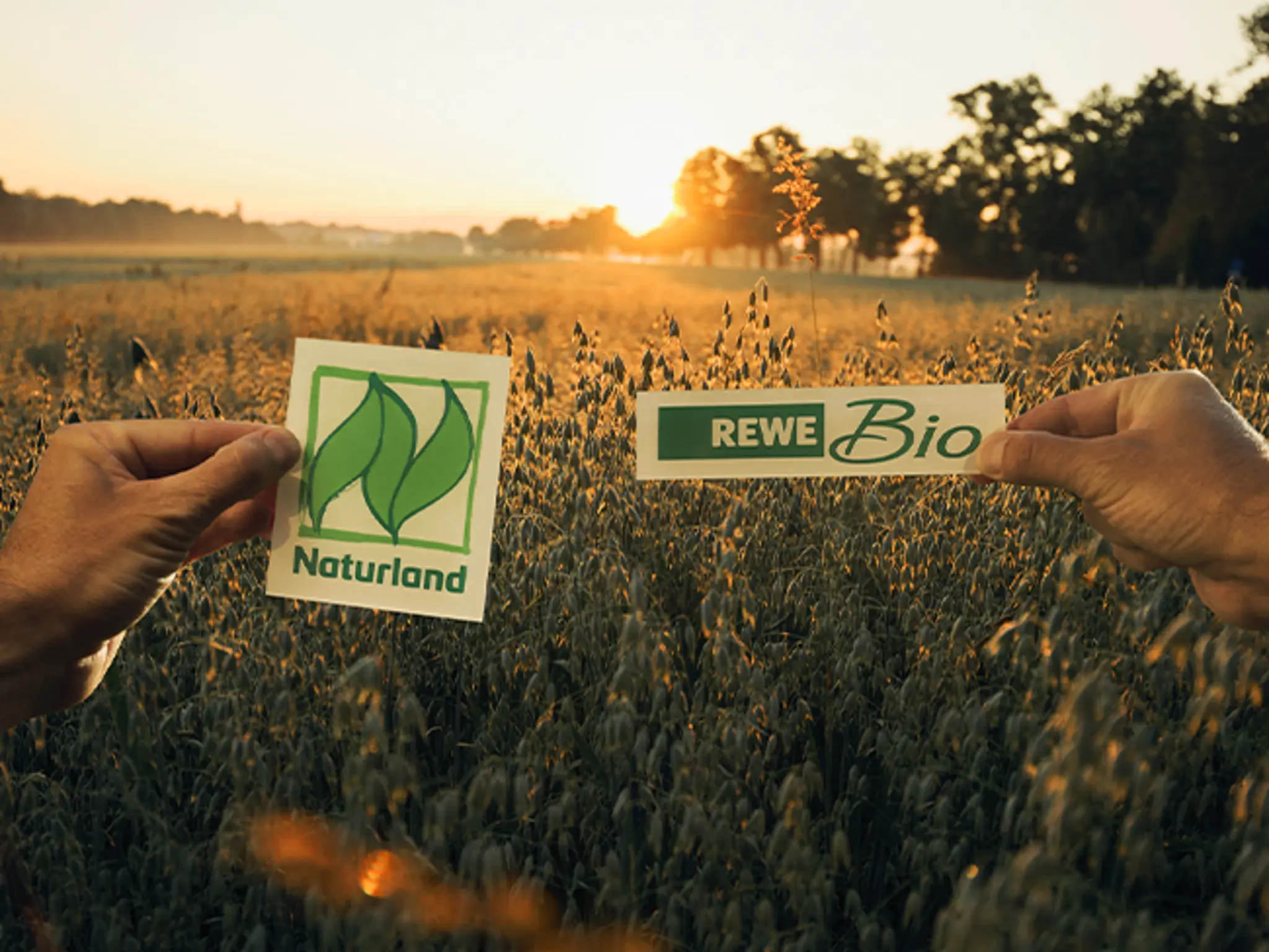 Ein Feld im Sonnenuntergang. Zwei Hände halten das Naturland Zeichen und das REWE Bio Logo davor.