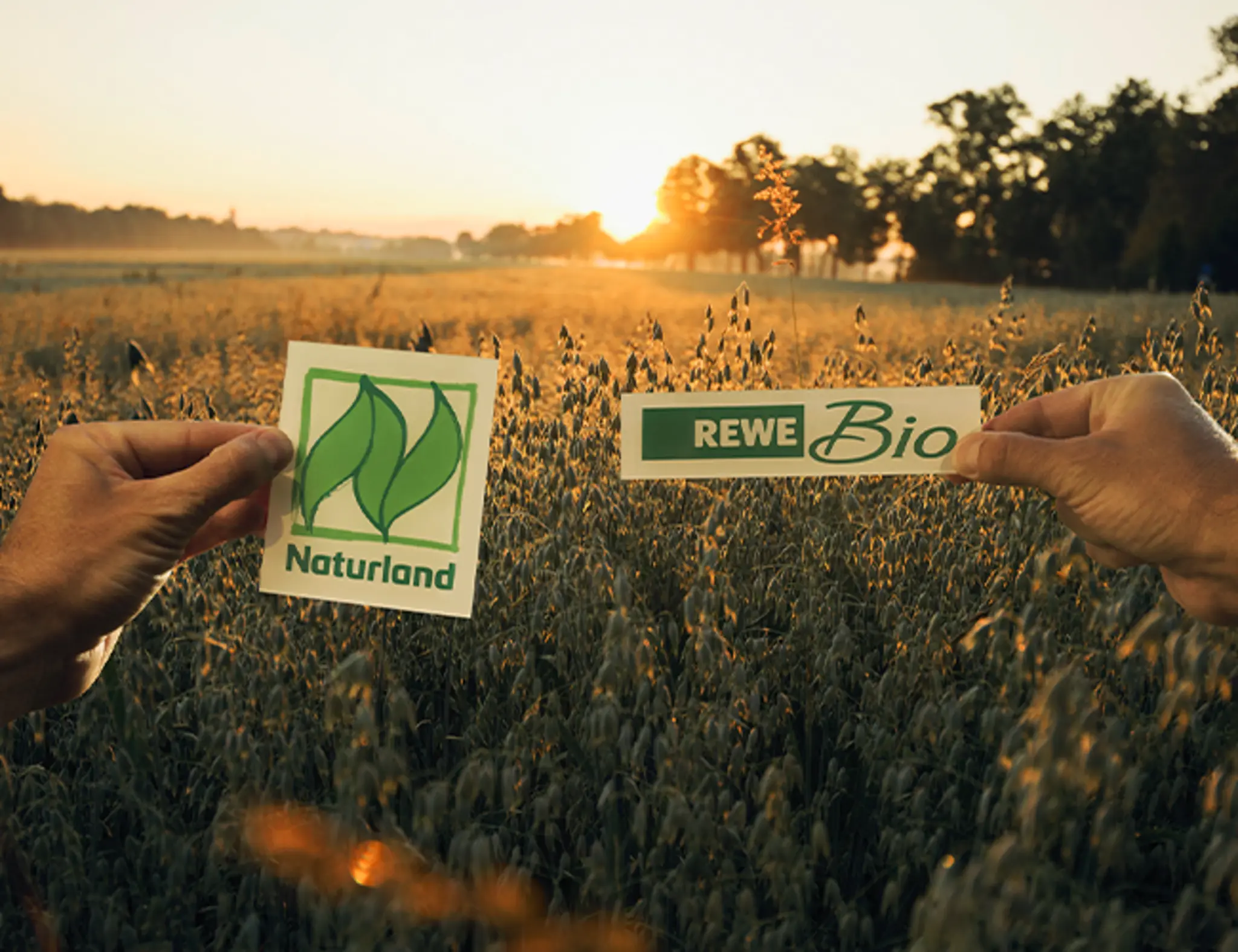 Ein Feld im Sonnenuntergang. Zwei Hände halten das Naturland Zeichen und das REWE Bio Logo davor.
