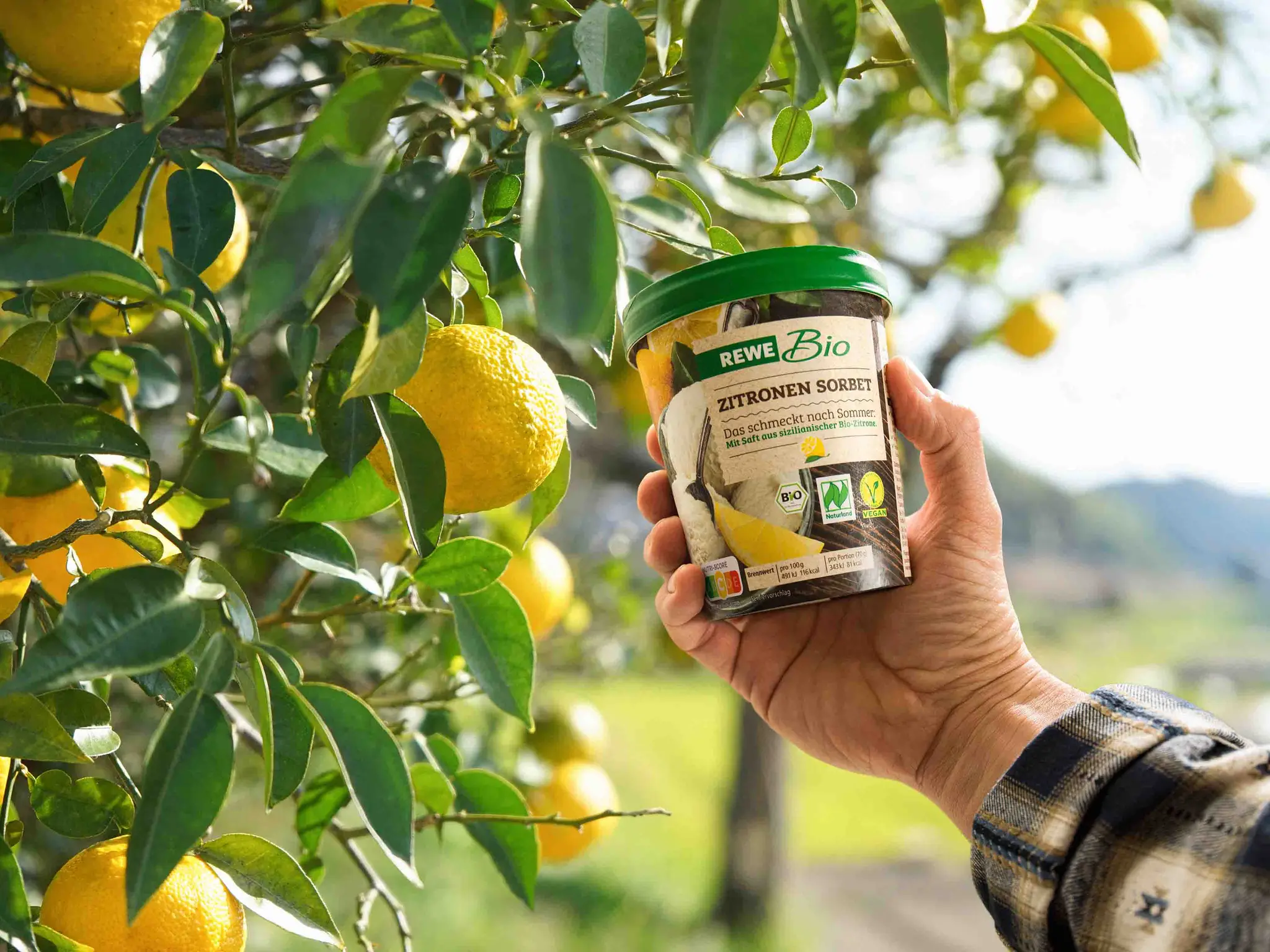 Eine Hand hält einen Becher REWE Bio Zitronensorbet neben einen Zitronenbaum voll Früchte.
