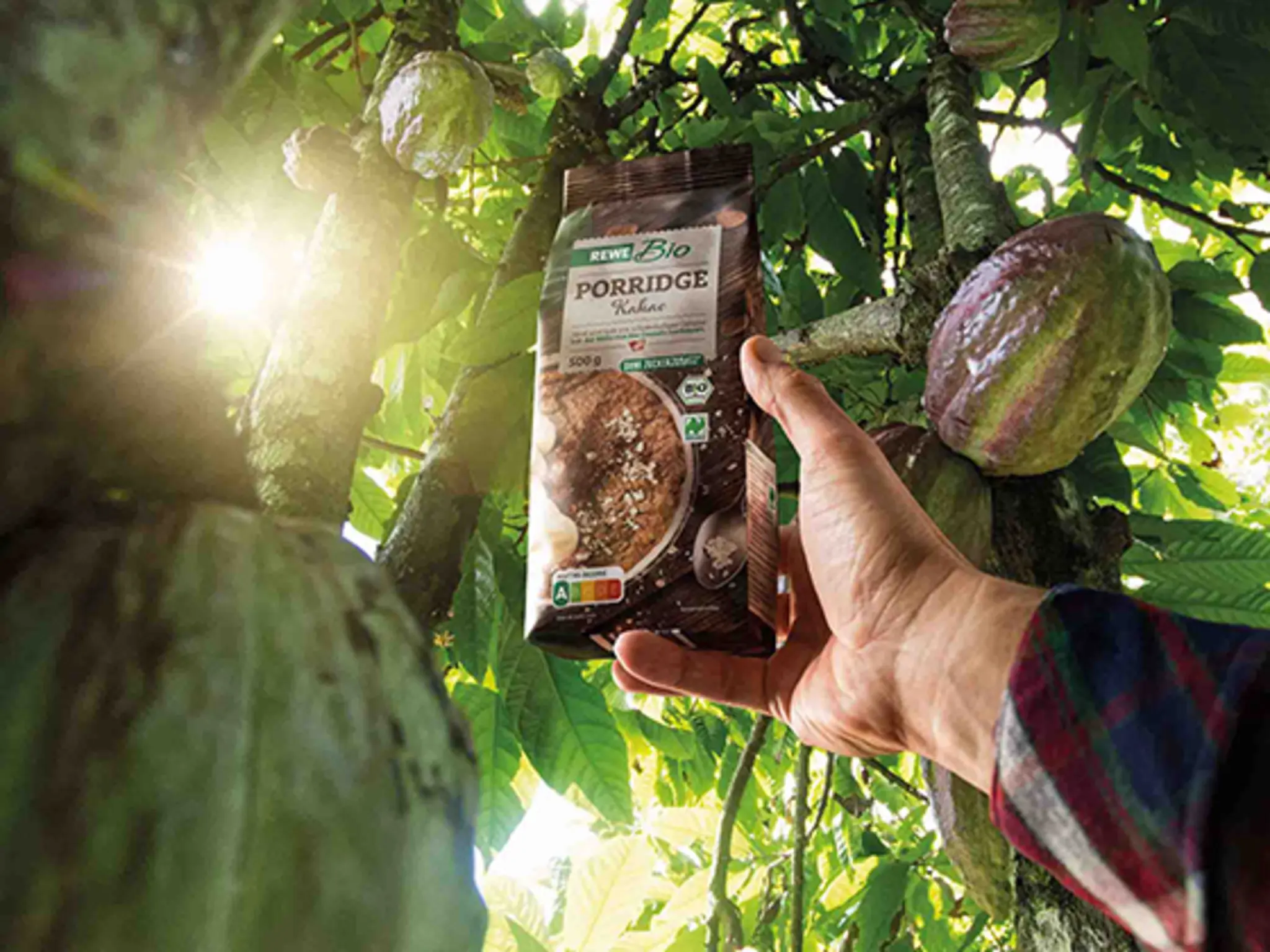 Bio-Kakaoschoten hängen am Baum. Eine Hand hält eine Packung REWE Bio Porridge Kakao in Richtung der frischen Früchte.