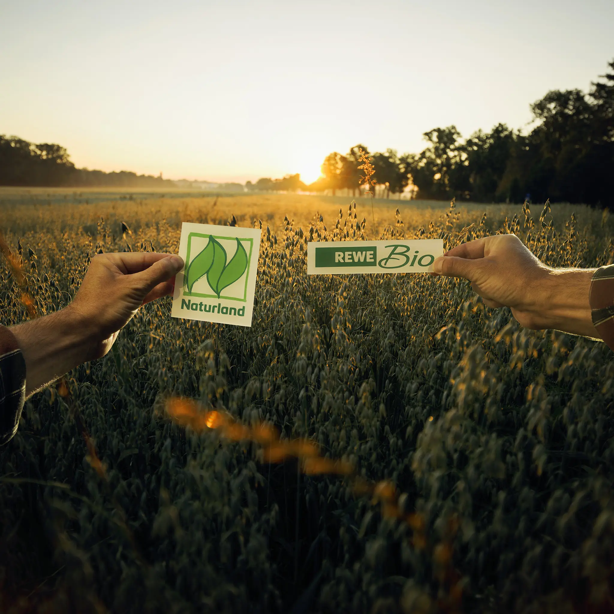 Zwei Hände halten ein Naturland Zeichen und ein REWE Bio Logo vor ein Bio-Feld im Hintergrund.