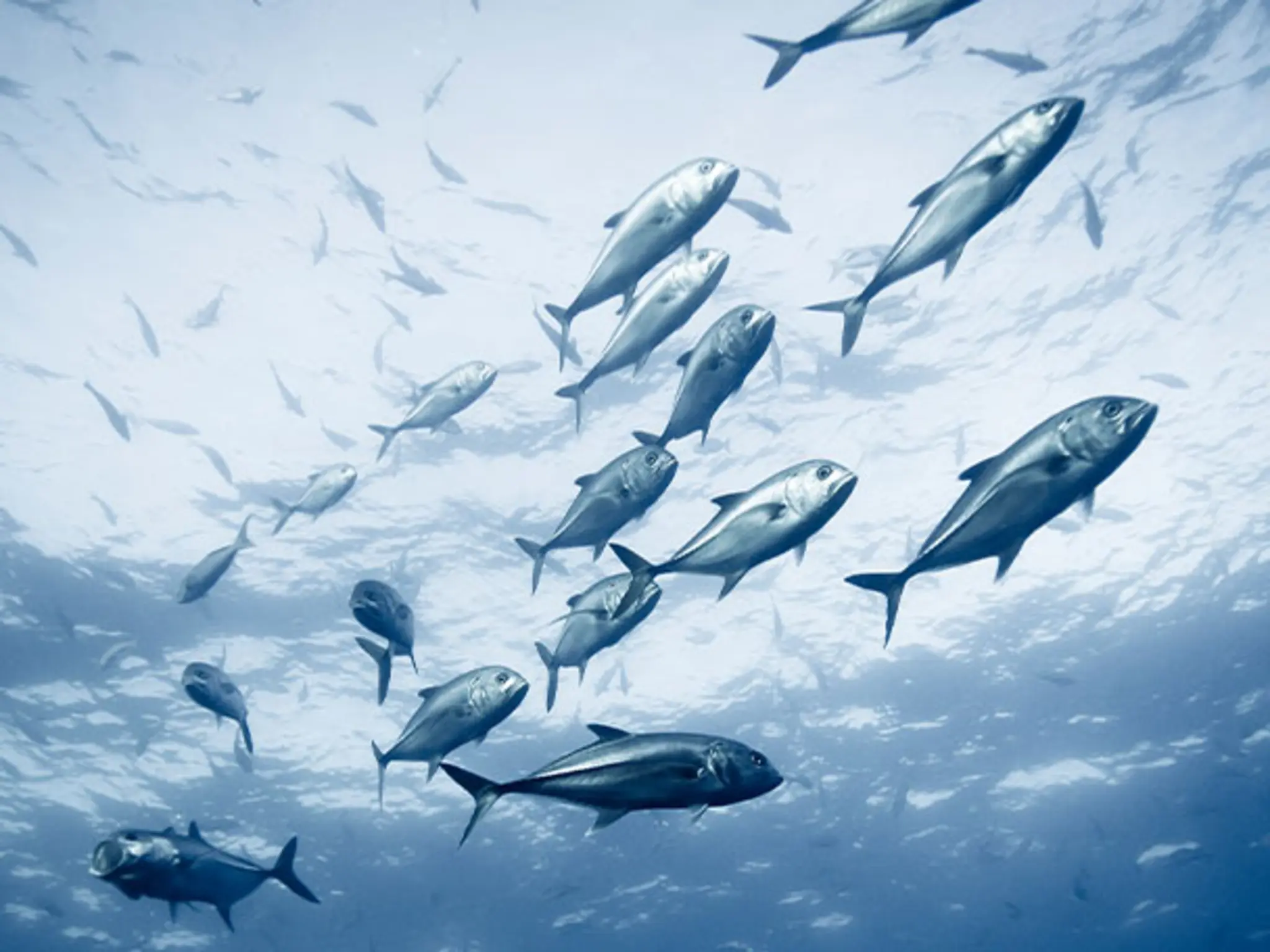 Ein großer Fischschwarm verdeutlicht, wie nachhaltigere Fischerei die Bestände schützt.