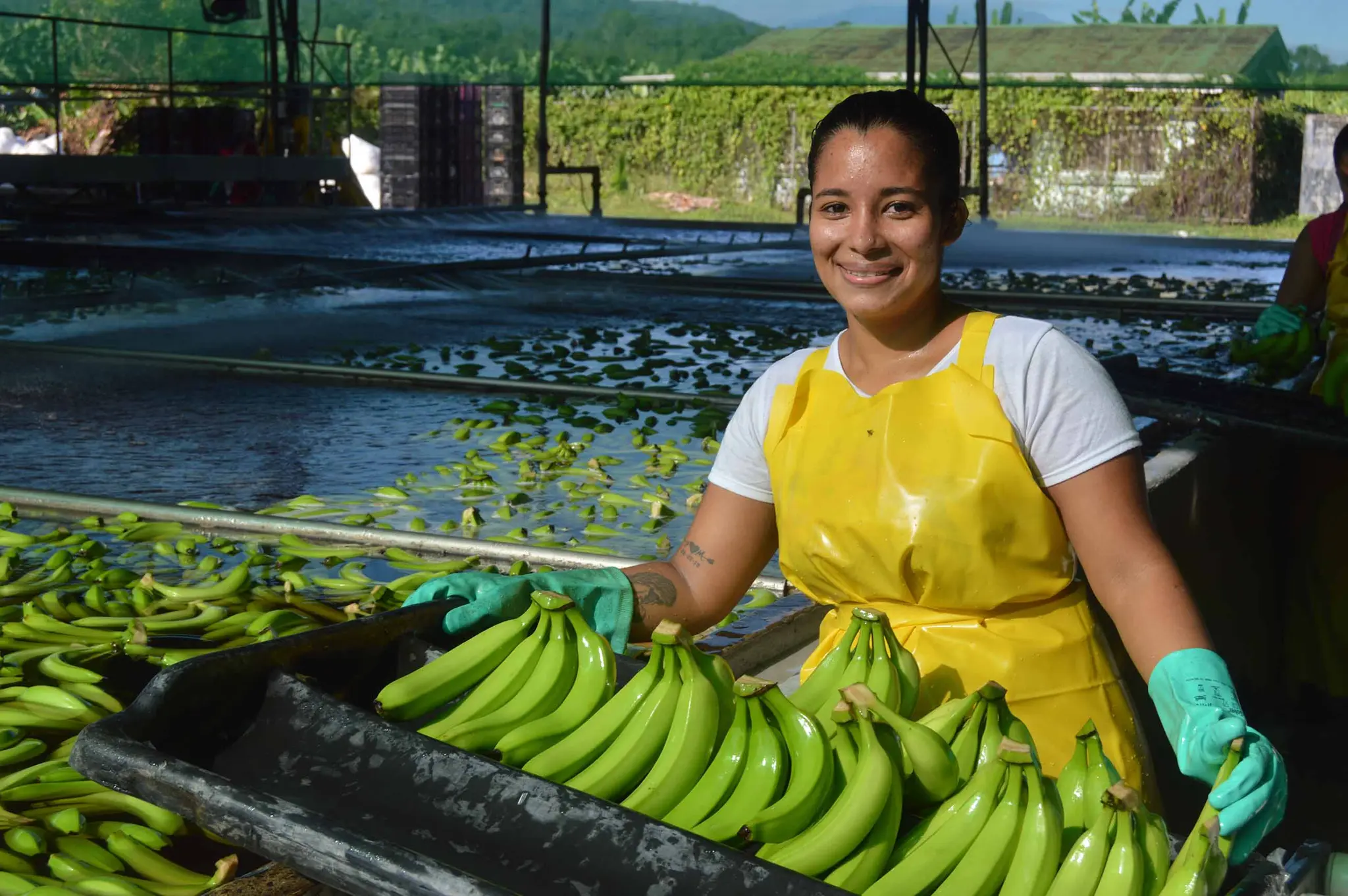 Eine junge Frau in gelber Schürze arbeitet auf einer nachhaltigeren Bananen-Plantage. 